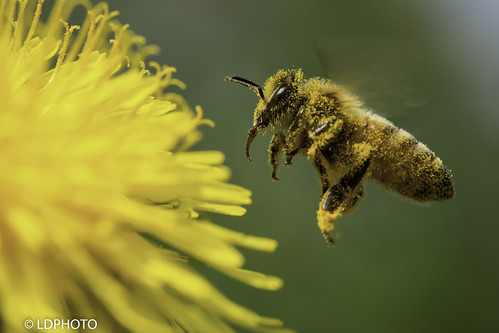 Bee sting | by Luigi131160