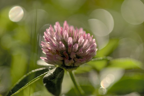 autumn light sunset sun lake color green sunshine rain japan botanical evening hokkaido takumar sunny m42 北海道 秋 waterdrops a7 sunnyday shiretoko 2014 abashiri 網走 cityflowers 知床 seaofokhotsk япония sonya7 andotime manuallensonly хоккайдо