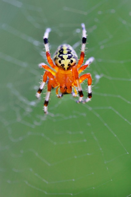 Halloween Spider