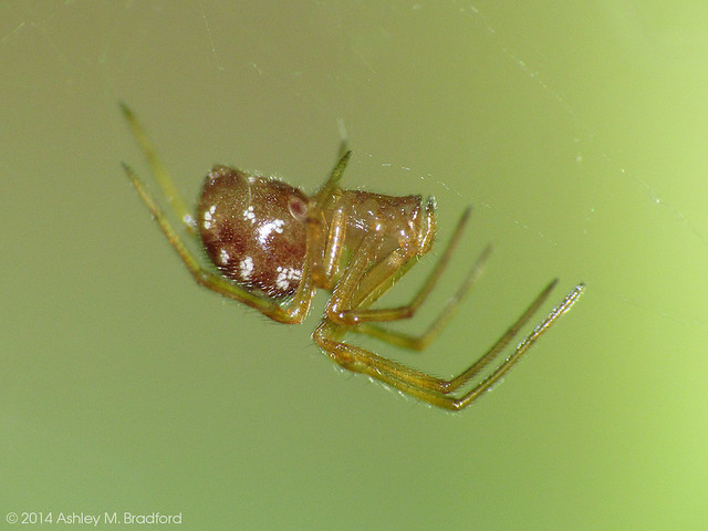 Basil Spider