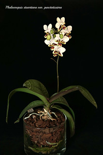 Phalaenopsis stuartiana var. punctatissima | by emmily1955