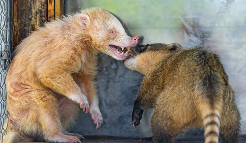 Fighting coatis II | Next scene of the white coati fighting … | Flickr