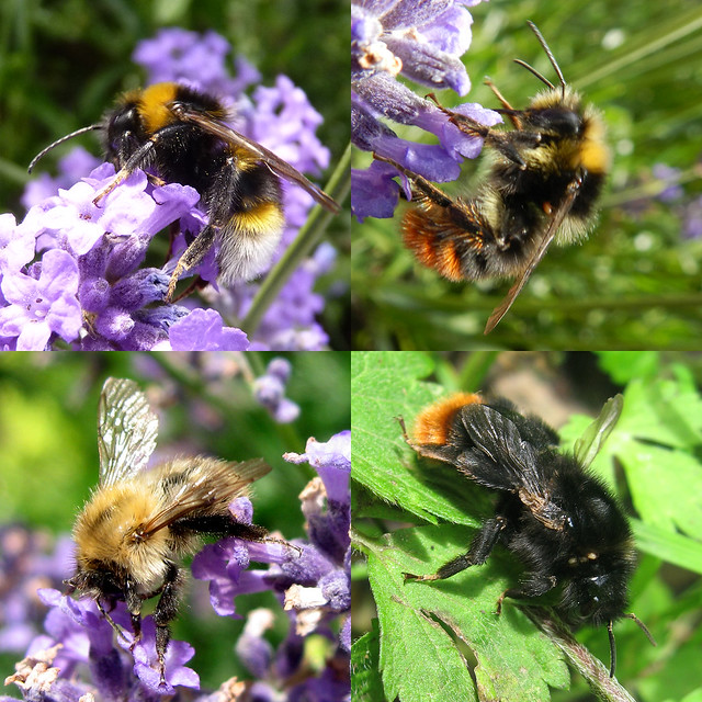 British Bug Week 2014, Sunday - Bumble Bees