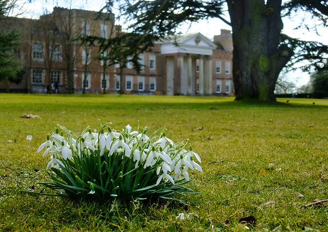 Snowdrops at the Vyne