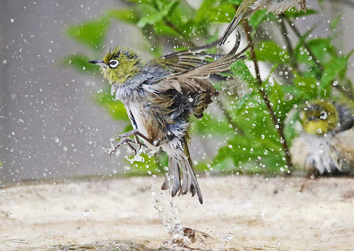 silvereye 2 fri 10 oct_edited-1 | by dianecutting44