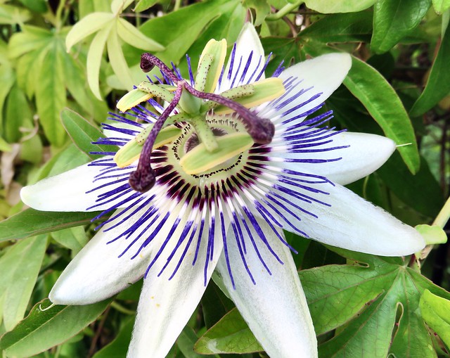 Passion flower smiley