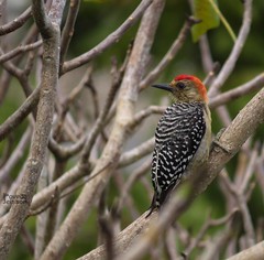 Melanerpes rubricapillus-Carpintero habado-Red-crowned Woodpecker (♂)