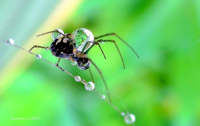 Spider & Drop