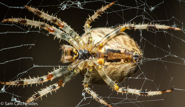 Spider Macro (Orbweb spider?)