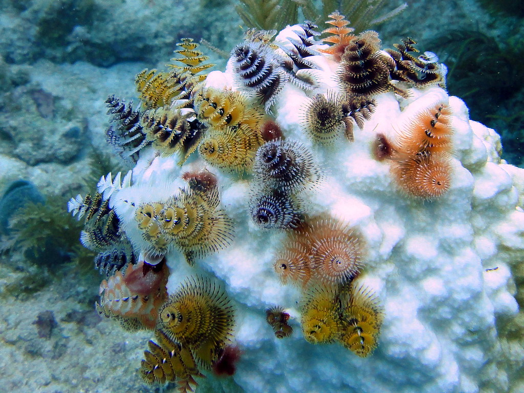 Christmas Tree Worms on Bleached Coral Head, French Reef, Key largo