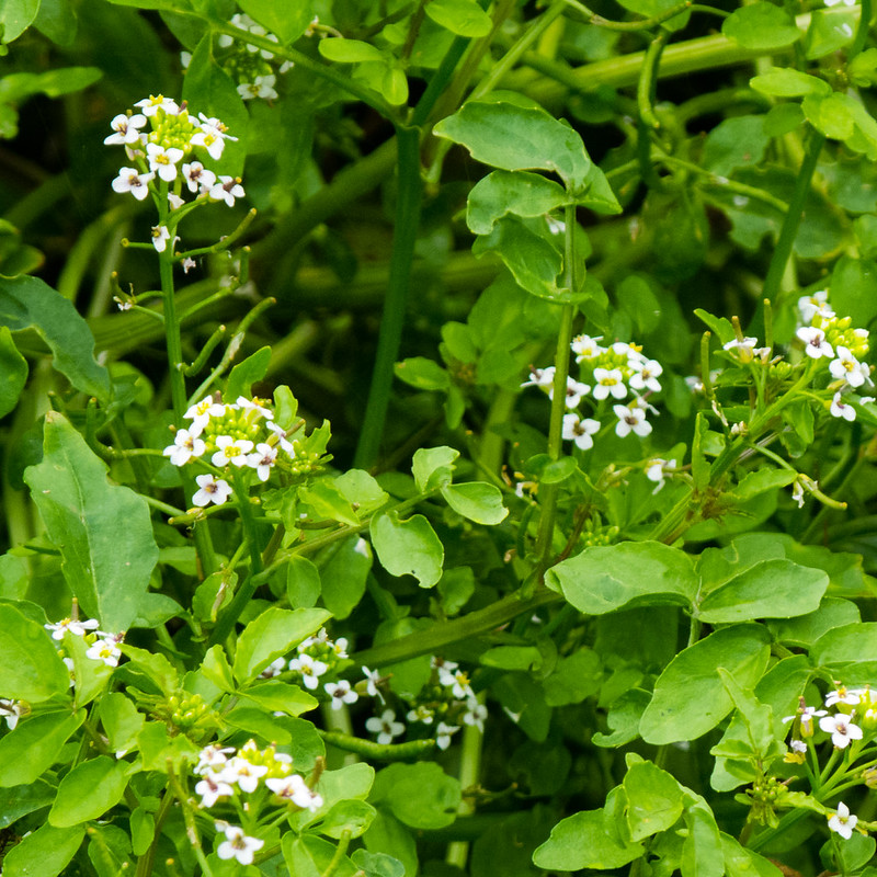 Cress in flower