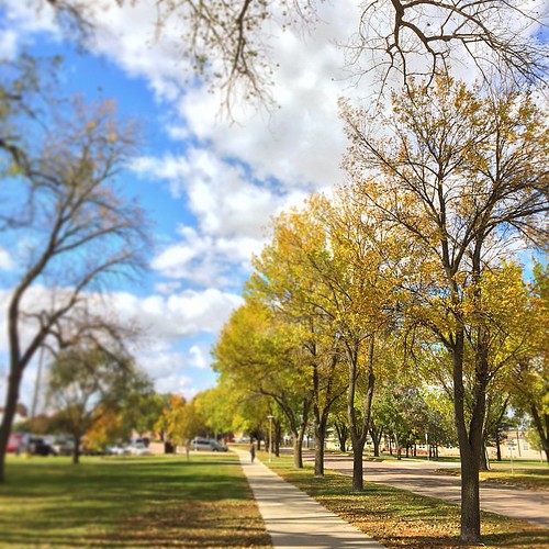 Yellow leaves are making their way to the sidewalks around campus. #sdstate