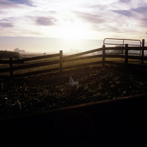 chickens 6x6 tlr silhouette sunrise mediumformat square haze farm fences provia barnyard provia100f rolleicord fujiprovia100f rolleicordv