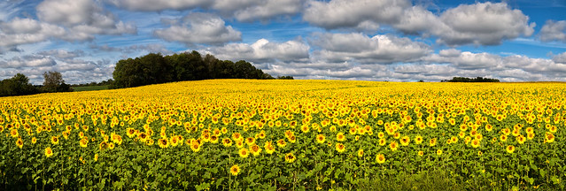 Sunflowers_Panorama1