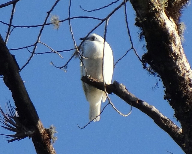 Campanero Blanco [White Bellbird] (Procnias albus) (♂)
