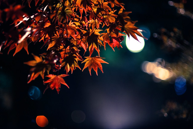 Night maple 夜.楓情  in Japan Atami, Shizuoka 熱海梅園  日本靜岡    DSC_7901-4