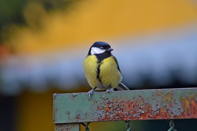 #Rust  #FlickrFriday  Great tit on a rusty fence. HFF