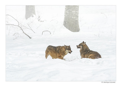MON_9990 Wolves | by Monique Lauwers