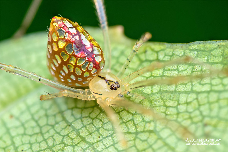 Mirror comb-footed spider (Thwaitesia sp.) - DSC_2449