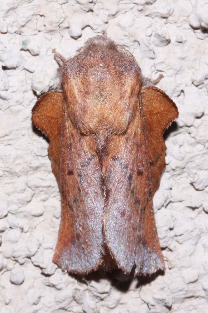 Phyllodesma americana, American Lappet Moth