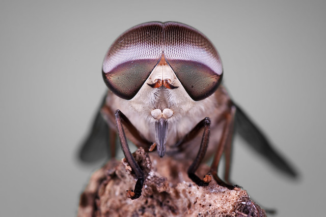 Horsefly | Tabanus melanocerus (Wiedemann, 1828)