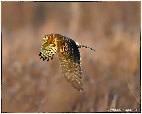 armlederpark cincinnati ohio d500 200500mmf56edvrzoom raphaelkopanphotography northernharrier handheld nikon wildlife