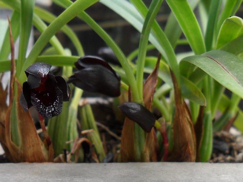 Orquideas | Flickr