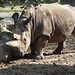 Samice Nabiré ze ZOO Dvůr Králové je jedním z posledních sedmi severních bílých nosorožců na světě, foto: Petr Nejedlý
