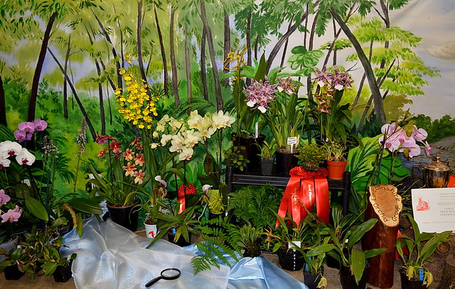 Display - Lincolnshire orchid Group
