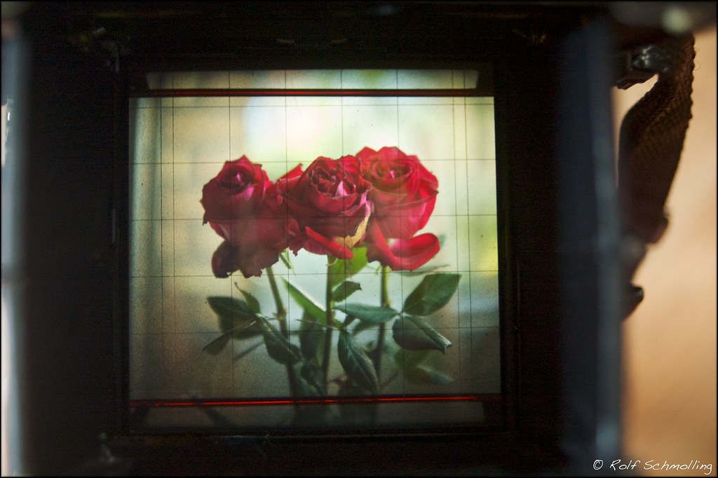 Shooting Stoll Life: Roses in the viewer of the Mamiya RB 67 Pro S