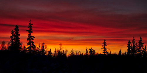 light red orange silhouette alaska forest sunrise purple fairbanks boreal