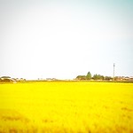 #beautiful #rice #field #gold #golden #autumn #soma #fukushima #japan #秋 #田んぼ #田園 #田園風景 #黄金 #黄金色 日本 #原風景