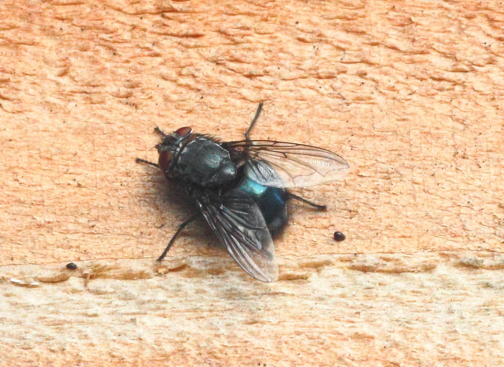 Blue Bottle Fly on a fence, The bluebottle fly or bottlebee…
