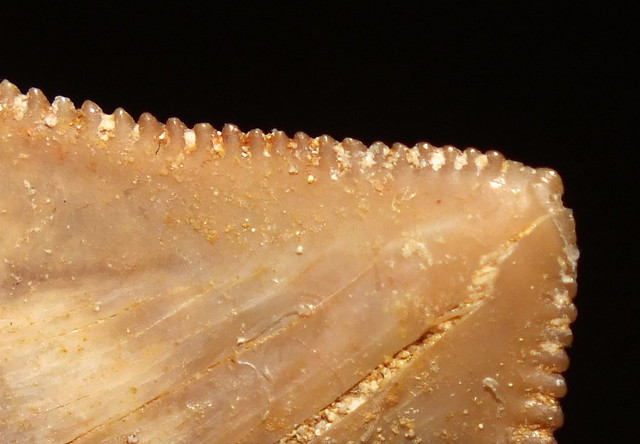 Crow shark (†Squalicorax pristodontus) tooth fossil close up