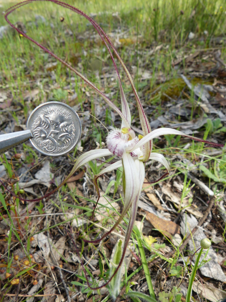 Caladenina dorrienii x Caladenia polychroma - Cossack Spider Orchid  x Joseph's Spider Orchid