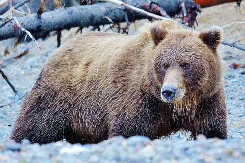 Coastal Brown Bear | Female coastal brown bear down at the s… | Flickr