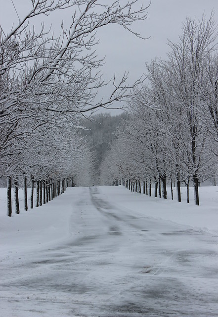 The Alley in Winter