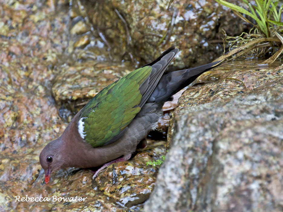 Emerald Dove drinking from stream