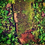 Wet brick moss, out at the Historical Society. This was last week, I'll bet it's even wetter now! #mossy #bricks #colorcontrast #redandgreen #vegetation #springinillinois #nashvilleil #washingtoncountyil #soill #southernill #southernill #southernillinois 