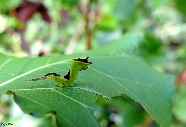 Chenille de Queue fourchue / Caterpillar of  Puss Moth (Cerura vinula)