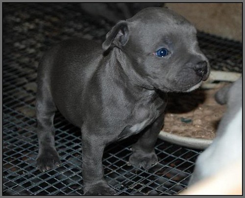 pitbull gray with blue eyes