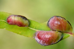 Pontania vesicator (Hymenoptera - Symphyta) galls on Salix purpurea