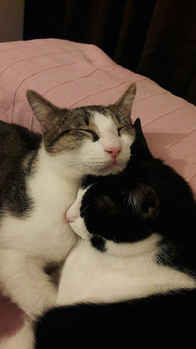 here’s my two ugly goobers taking a nap together - The Caturday | by TheCaturday