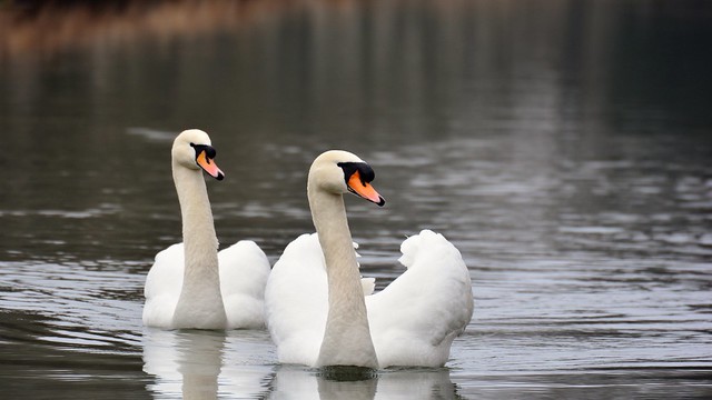 Weiße Schwäne - Swan - Cygnini