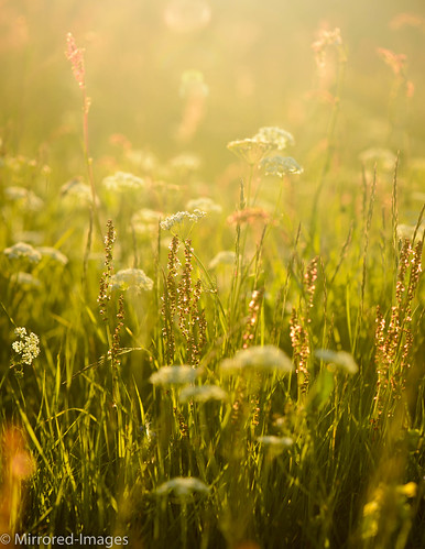 flowers light colour closeup flora meadows wildflowers backlighting eveninglight pignut rumexacetosella sheepsorrel conopodiummajus fieldsorrel