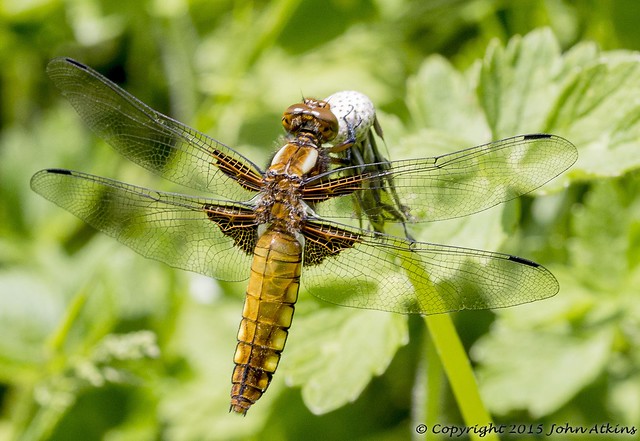 Broad Bodied Chaser Dragonfly 27/05/15