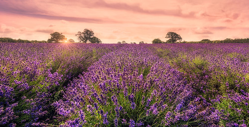 Summer Lavender by Gary-Clark Photography, uk mist clouds sunrise landscape lavender somerset sunrays somersetlavender