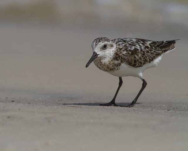 Eye level with a Sanderling
