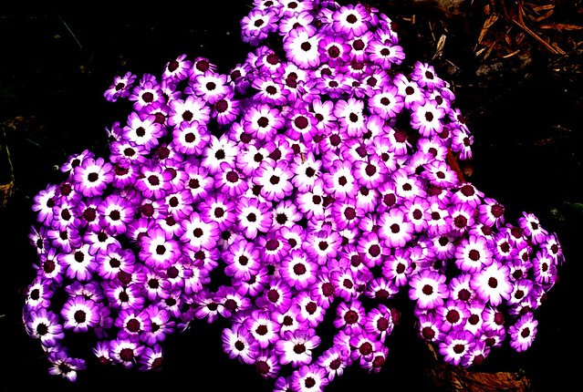 Purple Organism