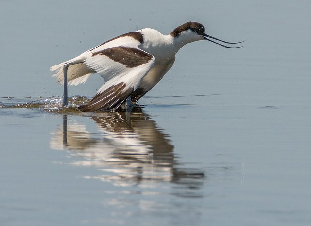Avocet frolics.....Avocette.........brown winged. You've got to love these birds!